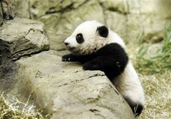 Baby Panda Wallpaper