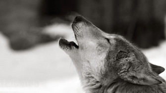 White Wolf Wallpaper