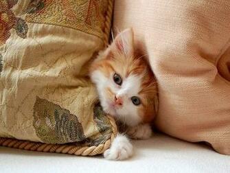 Peek A Boo Wallpaper