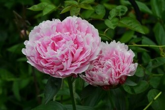 Peonies Flowers HD Wallpaper