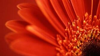Beautiful Wallpaper Gerbera And Daisy Flower