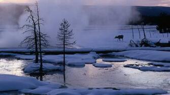 Wyoming Yellowstone Wallpaper Elk
