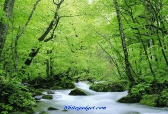107358d1338614015 Natural Beauty Wallpaper Image Jpg