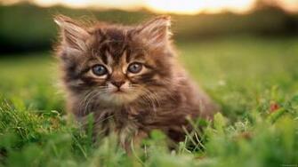 Cute Cat Desktop Wallpaper