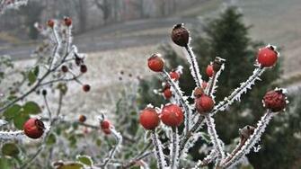 Winter Flower Desktop Background HDflowerwallpaper