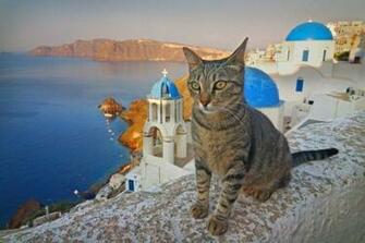 On Cats Greece Exotic