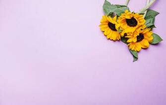 Wallpaper Flowers Sunflower Pink Background Image For Desktop