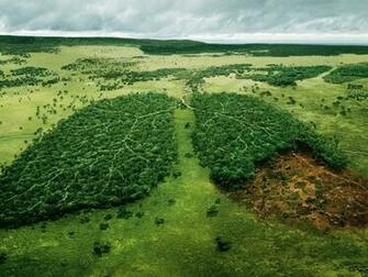 Forest Srubka World Wildlife Fund Wwf Nature Widescreen