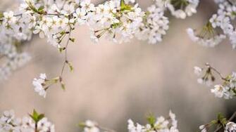Japan Cherry Blossoms Tokyo Wallpaper Background