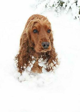 Playing In The Snow Dogs Photo