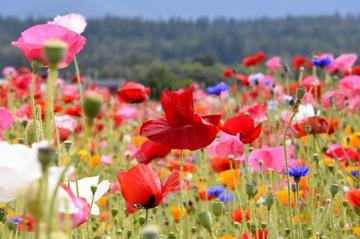 Wild Flowers Pictures Image