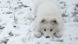 Samoyed Wallpaper Image