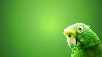 Parrot Photo Wallpaper