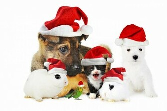 Christmas Gift For Dog Lovers Wallpaper Beautiful Desktop