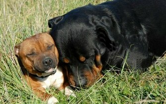 Two Rottweiler Funny Face Wallpaper