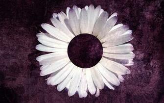 Purple Daisy Background Ibjennyjenny Photography And