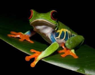 Tree Frog Slide