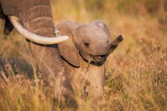 Pics Photos Elephant Wallpaper Baby