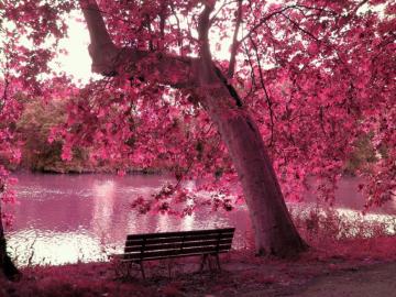 Pink Tree By Lake Wallpaper On