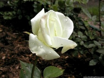 Desktop Wallpaper Flowers Gardens Background White Rose