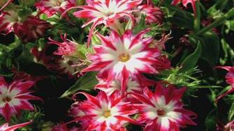 Screen Savers Media Daisies Annuals Gerber