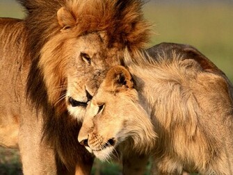 Adult Lions Wallpaper Two