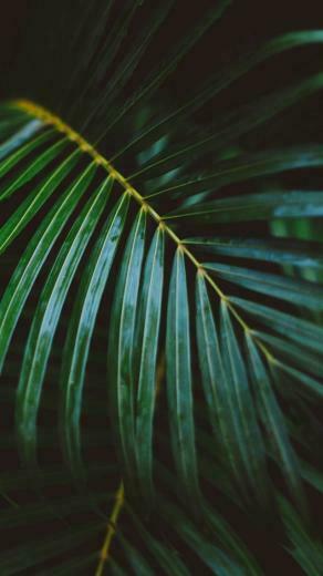Palm Frond Leafy Branch iPhone Se