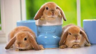 Cute Bunny Wallpaper