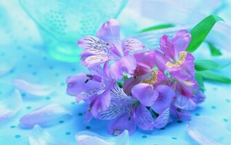 Flower Background Wallpaper Real Flowers Photos