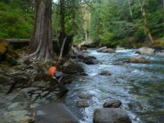 Chinook Salmon After Spawning Image Crazy Gallery