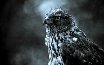 Black And White Animals HD Wallpaper