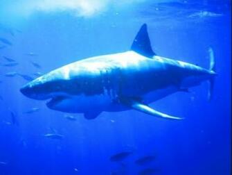 White Shark Screensaver Screensavers Great