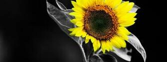 Sunflower Black And White Yellow Color HD Wallpaper