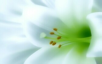 White Lily Wallpaper