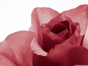 Pure 4k HD Desktop Wallpaper For Ultra Tv Tablet