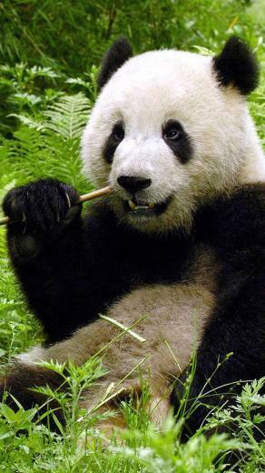 Cute Panda iPhone Wallpaper