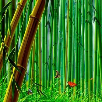 All New Wallpaper Bamboo Forest HD Desktop