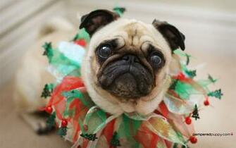 Wallpaper Desktop Pug Puppy Image