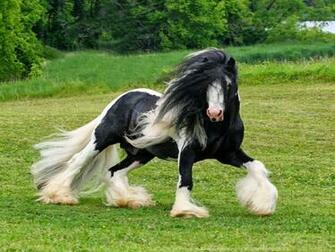 HD Wallpaper U Beautiful Black Horse