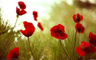 Wallpaper Poppies Grass Summer Desktop In