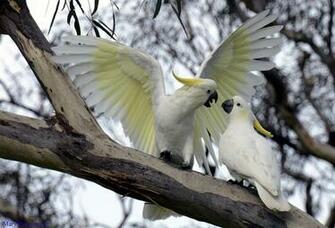 Sulphur Crested Cockatoo HD Wallpaper Background Image
