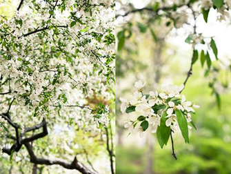 Central Park Spring Wallpaper