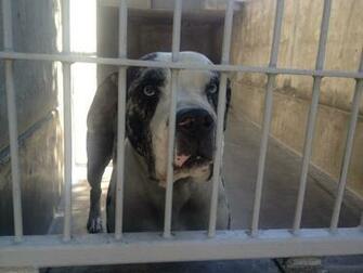 No Kill Advocates Urge More Landlords To Accept Pets In Their