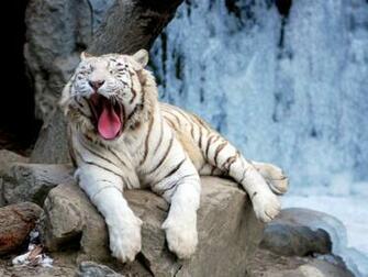 Tiger In Snow HD Wallpaper Pictures Image Background