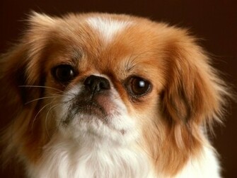 Labels 3d Wallpaper Animal Dog Dogs