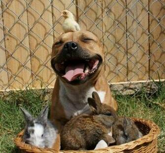 The Cute Chronicles Pit Bull Appreciation Post
