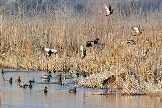 Duck Hunting Desktop Wallpaper Galleryhip The