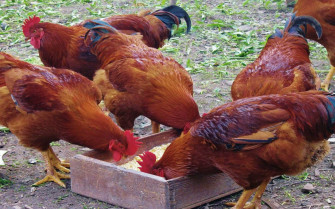 Chicken Wallpaper