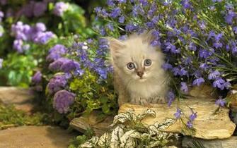 Kote Cat Flowers Purple Stone Peeps Wallpaper Photos Pictures