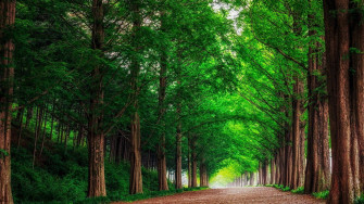 Redwood Forest Wallpaper